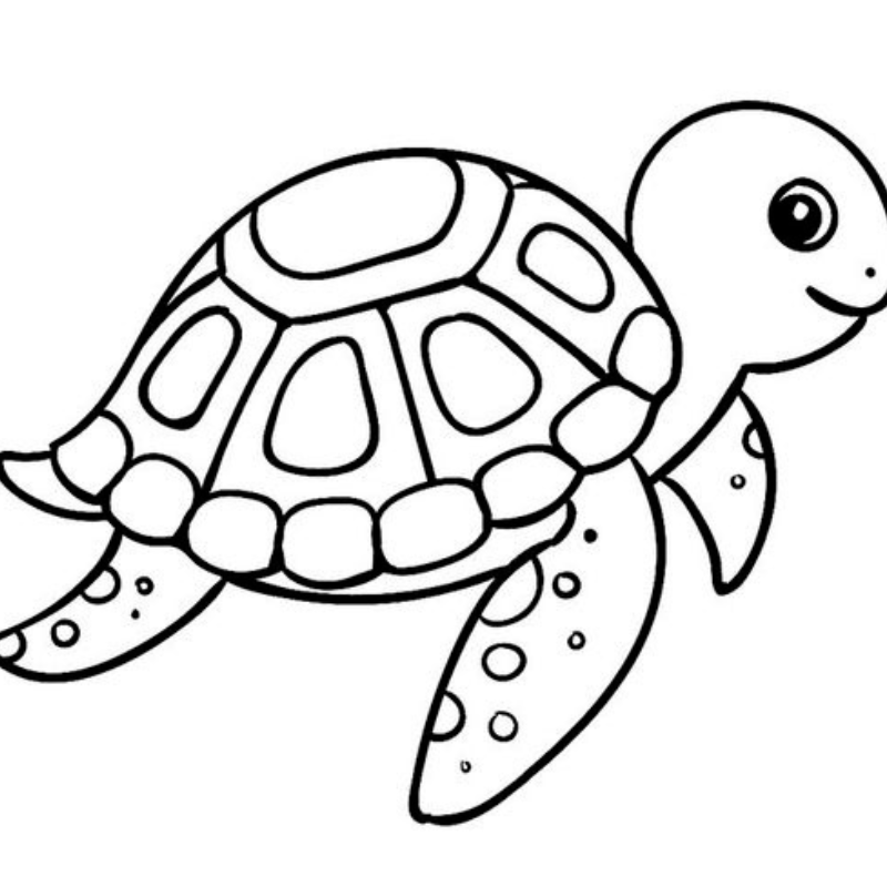 Sắc Màu Kỳ Diệu: Tô Màu Và Học Về Cuộc Sống Của Con Rùa