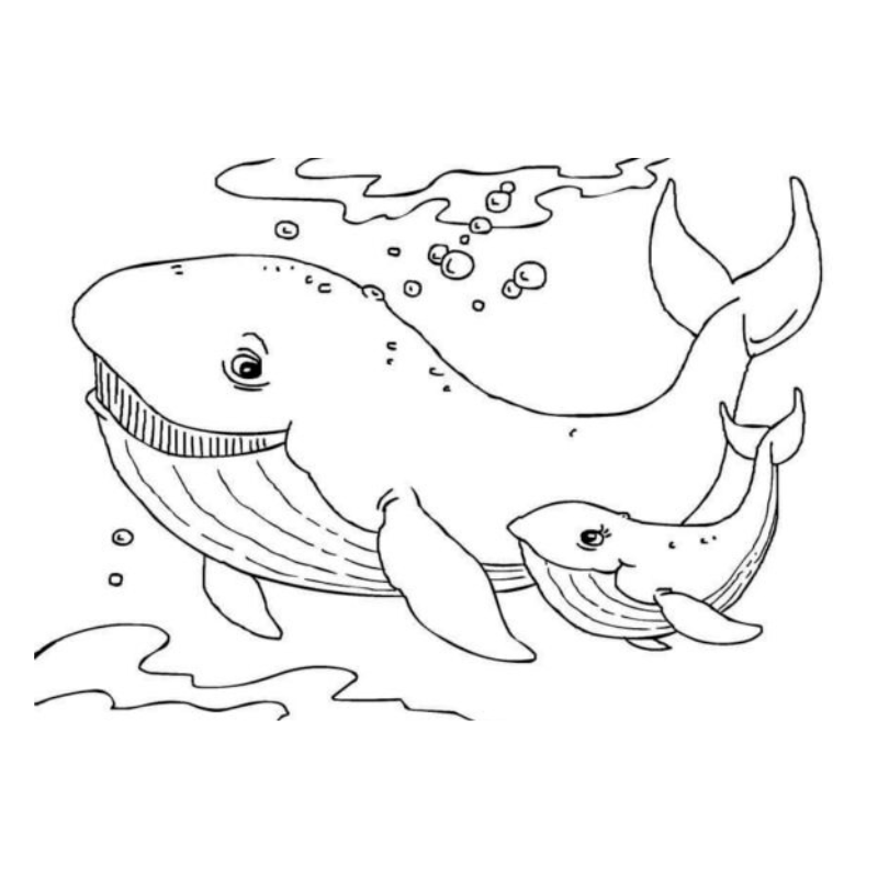 Tô Màu Cá Voi Lưng Gù: Bức Tranh Của Sự Hoang Dã